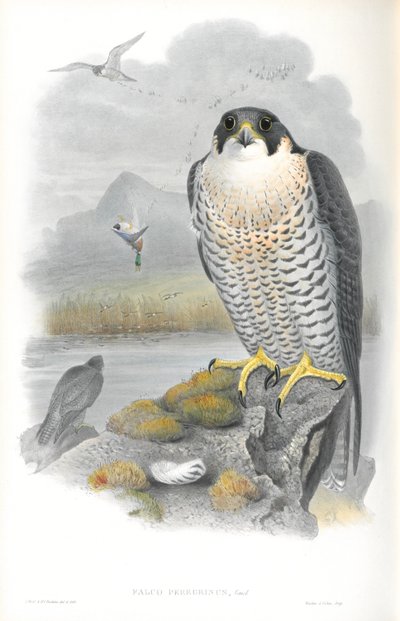 Ilustracja Falco Peregrinus (sokół wędrowny) autorstwa John Gould
