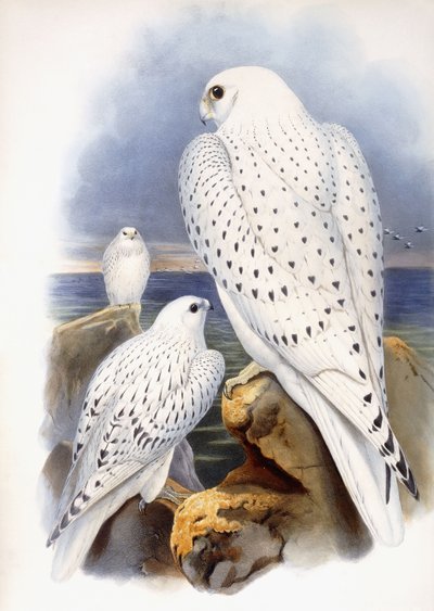 Ilustracja Sokoła, 1873 autorstwa John Gould