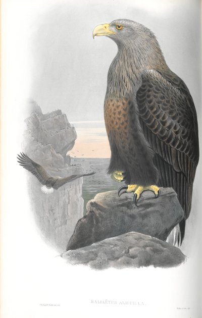 Ilustracja Haliaeetus Albicilla (orzeł morski) autorstwa John Gould