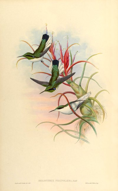 Ilustracja przedstawiająca Heliothrix phaïnolæma (= Heliothryx auritus phainolaemus) (koliber) na Tillandsia bulbosa (bromeliada) autorstwa John Gould
