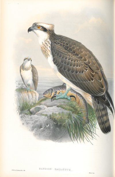 Ilustracja Pandion Haliaetus (rybołów) autorstwa John Gould