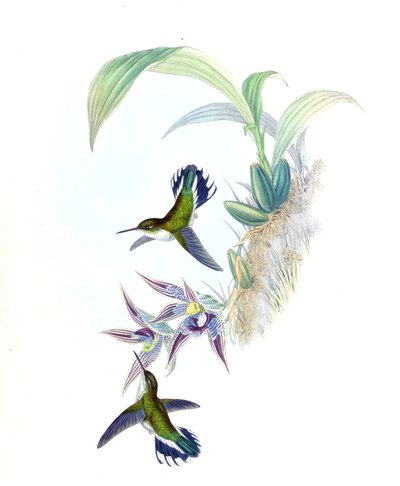 Ilustracja Phlogophilus hemileucurus na Paphinia cristata (storczyk) autorstwa John Gould