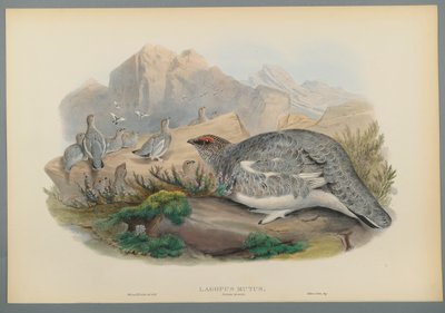 Lagopus Mutus, upierzenie jesienne: Pardwa zwyczajna (kolor lito na papierze tkanym) autorstwa John Gould
