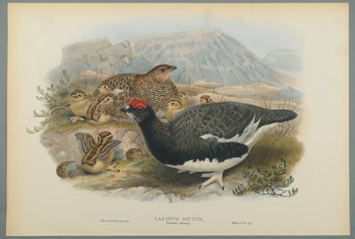 Lagopus Mutus, upierzenie letnie: Pardwa zwyczajna (kolor lito na papierze tkanym) autorstwa John Gould