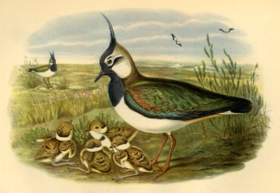 „Czajka i młodzi”, 1865, 1942. autorstwa John Gould