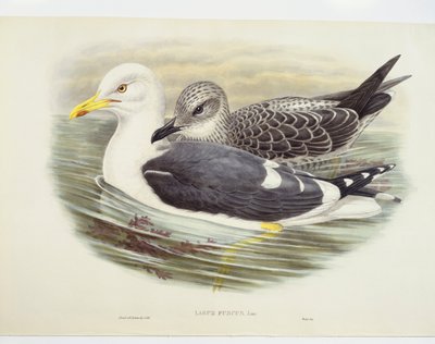 Mewa śmieszka (Larus fuscus), ilustracja autorstwa John Gould