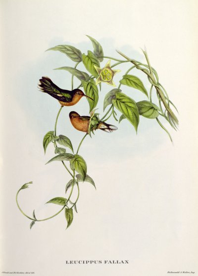 Leucippus Fallax autorstwa John Gould
