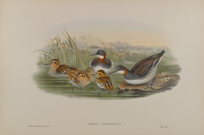 Lobipes Hyperboreus - Phalarope z czerwoną szyjką autorstwa John Gould
