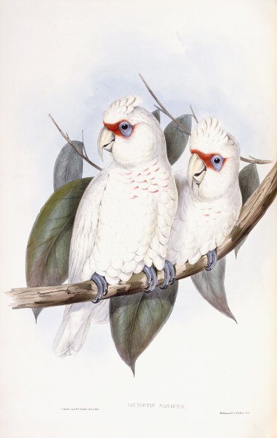Kakadu długodzioby autorstwa John Gould
