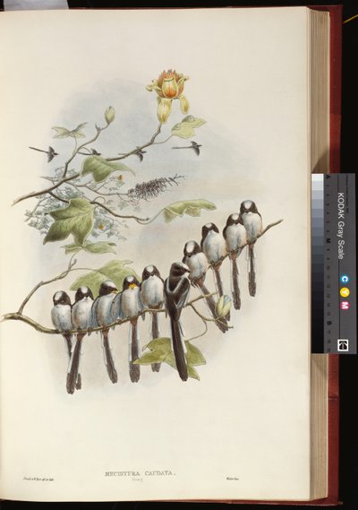 cycek długoogoniasty autorstwa John Gould