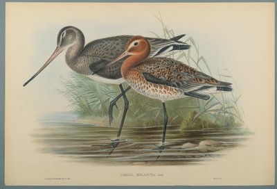 Lurinosa Melanura (kolor lito na papierze tkanym) autorstwa John Gould
