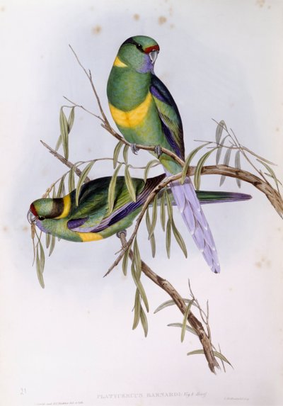 Mallee ringneck (Platycercus lub Barnardius barnardi), Grawerowanie Johna Gould autorstwa John Gould
