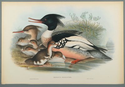 Mergus Serrator: Nurogęś (kolor lito na papierze tkanym) autorstwa John Gould