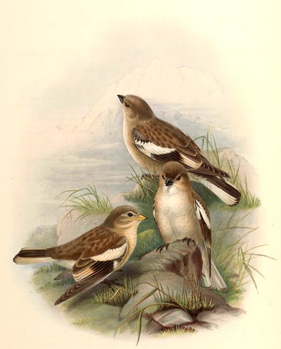 Montifringilla Adamsi autorstwa John Gould