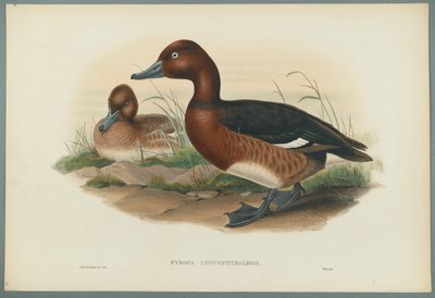 Nyroca Leucophtalmos: Białe oczy lub podgorzała kaczka (kolor lito na papierze tkanym) autorstwa John Gould