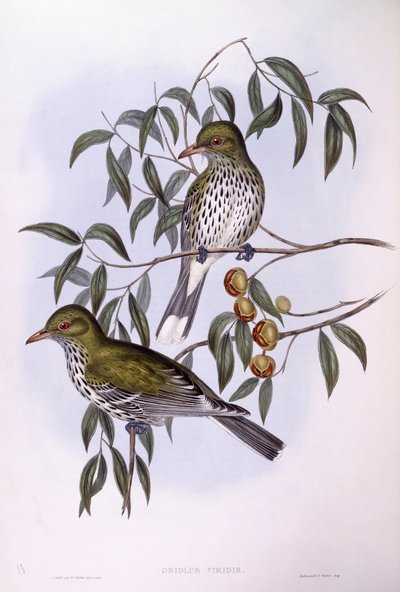 Wilga oliwkowa (Oriolus sagittatus), Grawerowanie Johna Gould autorstwa John Gould