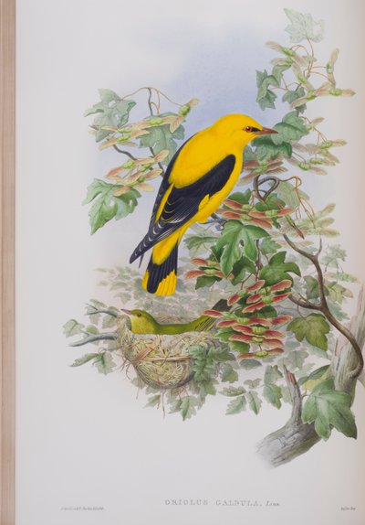 Oriolus Galbula, płyta z The Birds of Great Britain autorstwa Johna Goulda, wydana w latach 1862-73 (litografia ręcznie kolorowana) autorstwa John Gould