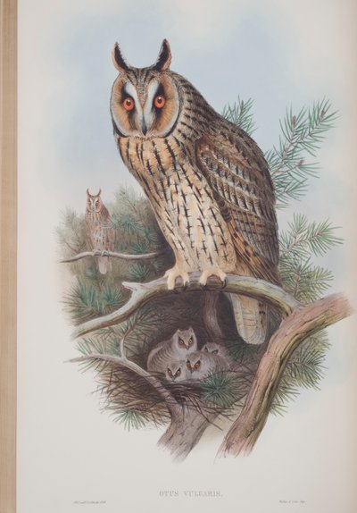 Otus Vulgaris, tablica z The Birds of Great Britain Johna Goulda, opublikowana w latach 1862-73 (litografia ręcznie kolorowana) autorstwa John Gould