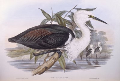 Czapla pacyficzna (Ardea pacifica), Grawerowanie Johna Gould autorstwa John Gould
