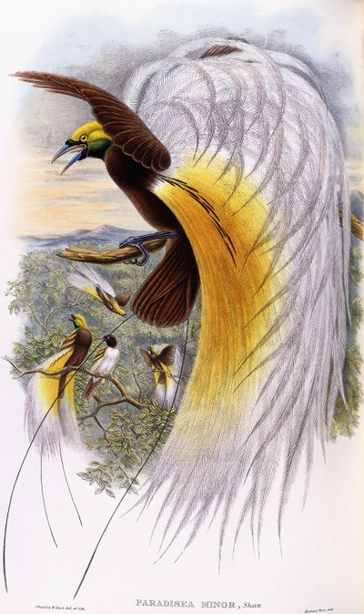 Paradisaea Mniejsze autorstwa John Gould