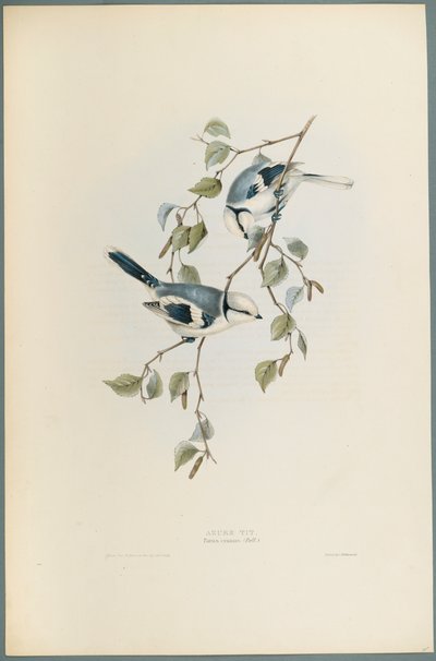 Parus Cyanus: Sikora Błękitna (kolor lito na papierze tkanym) autorstwa John Gould