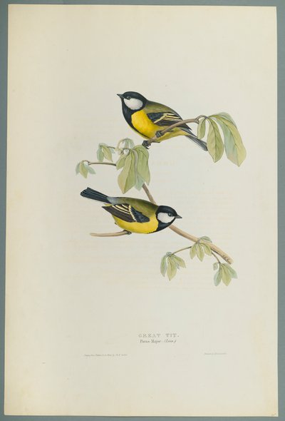 Parus Major: bogatka (kolor lito na papierze tkanym) autorstwa John Gould