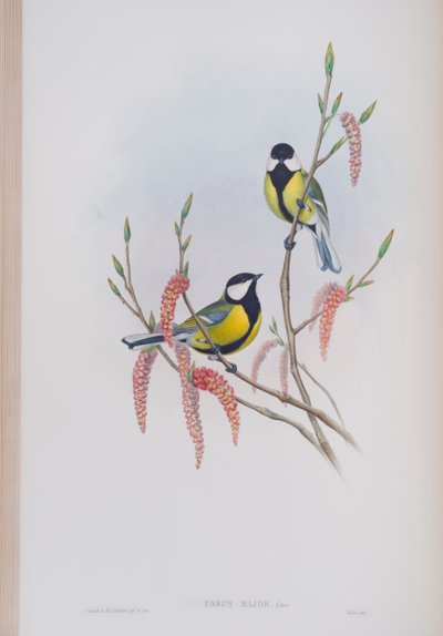 Parus Major, płyta z The Birds of Great Britain autorstwa Johna Goulda, wydana w latach 1862-73 (litografia ręcznie kolorowana) autorstwa John Gould