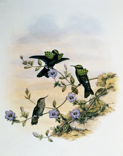 Peacock Coquette (Lophornis pavoninus), grawerowanie z monografii Trochilidae lub Humming Birds (1849-1861), John Gould (1804-1881), Wielka Brytania autorstwa John Gould