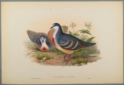 Philogoenas Cruenta (kolor lito na papierze tkanym) autorstwa John Gould