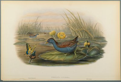 Porzana Pygmaea, Baillons Crane (kolor lito na papierze tkanym) autorstwa John Gould