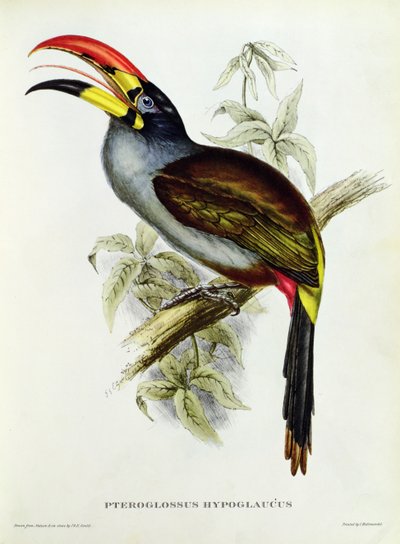 Pteroglossus Hypoglaucus z 