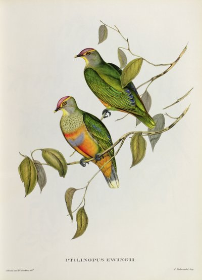 Ptilinopus Ewingii autorstwa John Gould