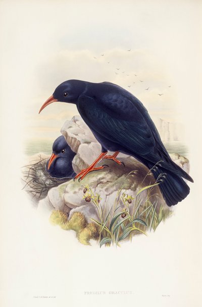 Klin czerwonodzioby (Pyrrhocorax pyrrhocorax), Grawerowanie Johna Goulda autorstwa John Gould