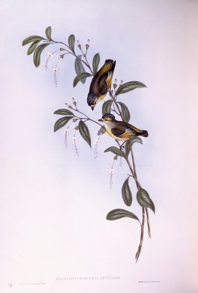 Pardalota czerwonobrązowa (Pardalotus rubricatus), rycina autorstwa Johna Goulda autorstwa John Gould