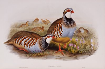 Kuropatwy czerwononogie, 1862-73 autorstwa John Gould
