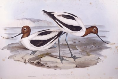 Szaszłyk szablasty (Recurvirostra novaehollandiae), Grawerowanie Johna Gould autorstwa John Gould