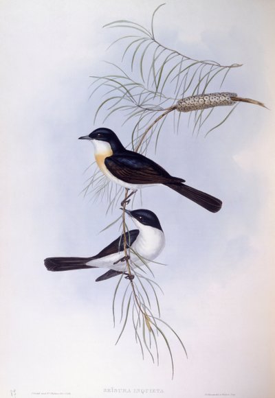 Niespokojna muchołówka (Myiagra inquieta), Grawerowanie autorstwa Johna Gould autorstwa John Gould