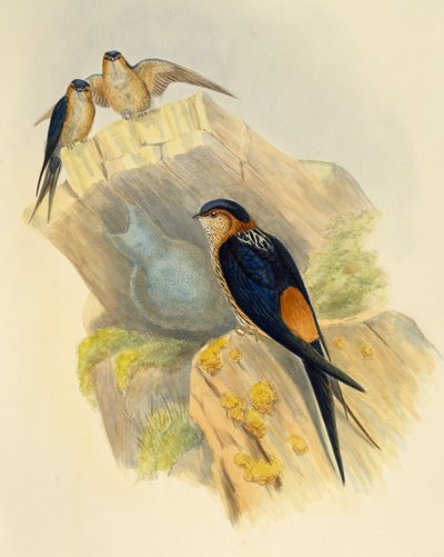 Rufous-bellied Swallow (Hirundo daurica), grawerowanie przez Johna Goulda (1804-1881), Wielka Brytania autorstwa John Gould