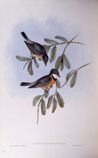 Ryży gwizdek (Pachycephala rufiventris), Grawerowanie Johna Gould autorstwa John Gould