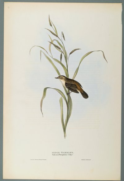 Salicaria Phragmatis: Pokrzewka (kolor lito na papierze tkanym) autorstwa John Gould