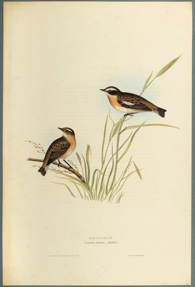 Saxicola Rubetra - Pokląskwa (kolor lito na papierze tkanym) autorstwa John Gould
