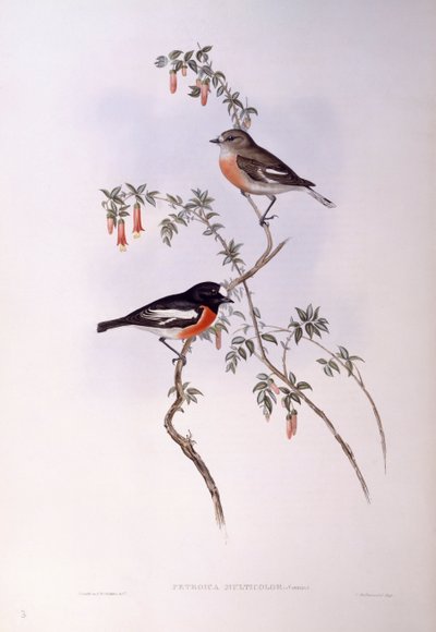 Szkarłatny rudzik (Petroica wielokolorowy), Grawerowanie autorstwa Johna Gould autorstwa John Gould