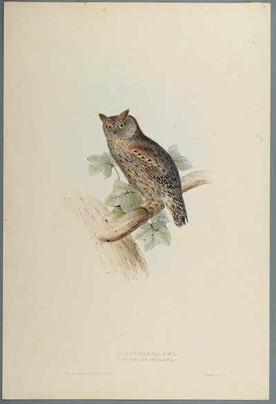 Scops Aldrovandi - Scops Eared Owl (kolor lito na papierze tkanym) autorstwa John Gould