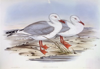 Mewa srebrzysta (Larus novaehollandiae), Grawerowanie Johna Gould autorstwa John Gould