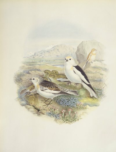Trznadel śnieżny (Plectrophenax nivalis), ilustracja autorstwa John Gould