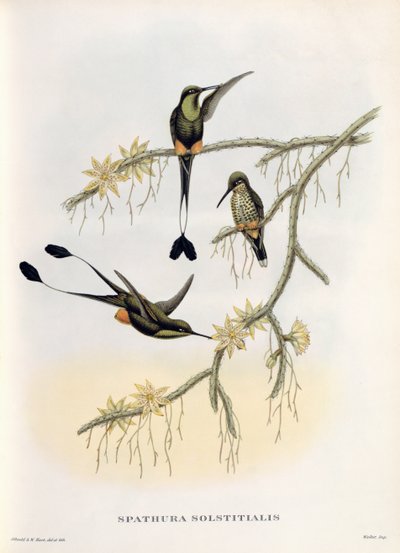 Spathura Solstitialis autorstwa John Gould