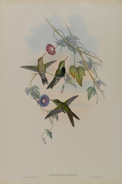 Sporadinus Elegans: Św. Domingo Koliber autorstwa John Gould