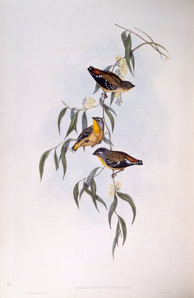 Pardalota cętkowana (Pardalotus punctatus), Grawerowanie Johna Gould autorstwa John Gould