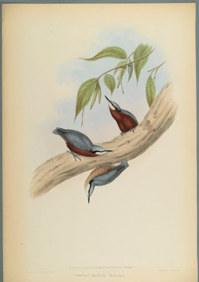 Stila Castaneoventris, Kowalik Kasztanowy (kolor lito na papierze tkanym) autorstwa John Gould