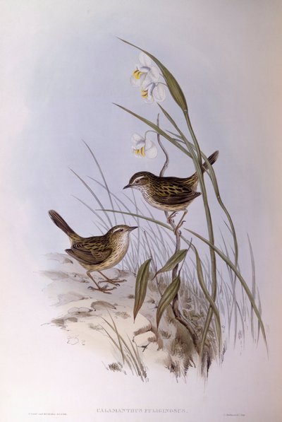 Tatarak prążkowany (Calamanthus fuliginosus), Grawerowanie Johna Gould autorstwa John Gould